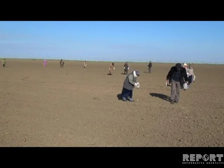 Cəlilabadın taxıl sahələrində gəmiricilərin sayı kəskin şəkildə artıb