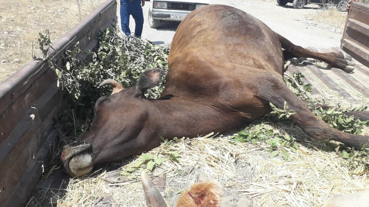 Ağsuda mal-qara arasında kütləvi zəhərlənmə baş verib - FOTO