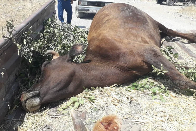 Ağsuda mal-qara arasında kütləvi zəhərlənmə baş verib - FOTO