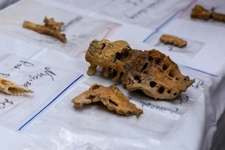 Çovdar nekropolunda aşkar olunmuş tapıntılar xarici laboratoriyada analiz olunur