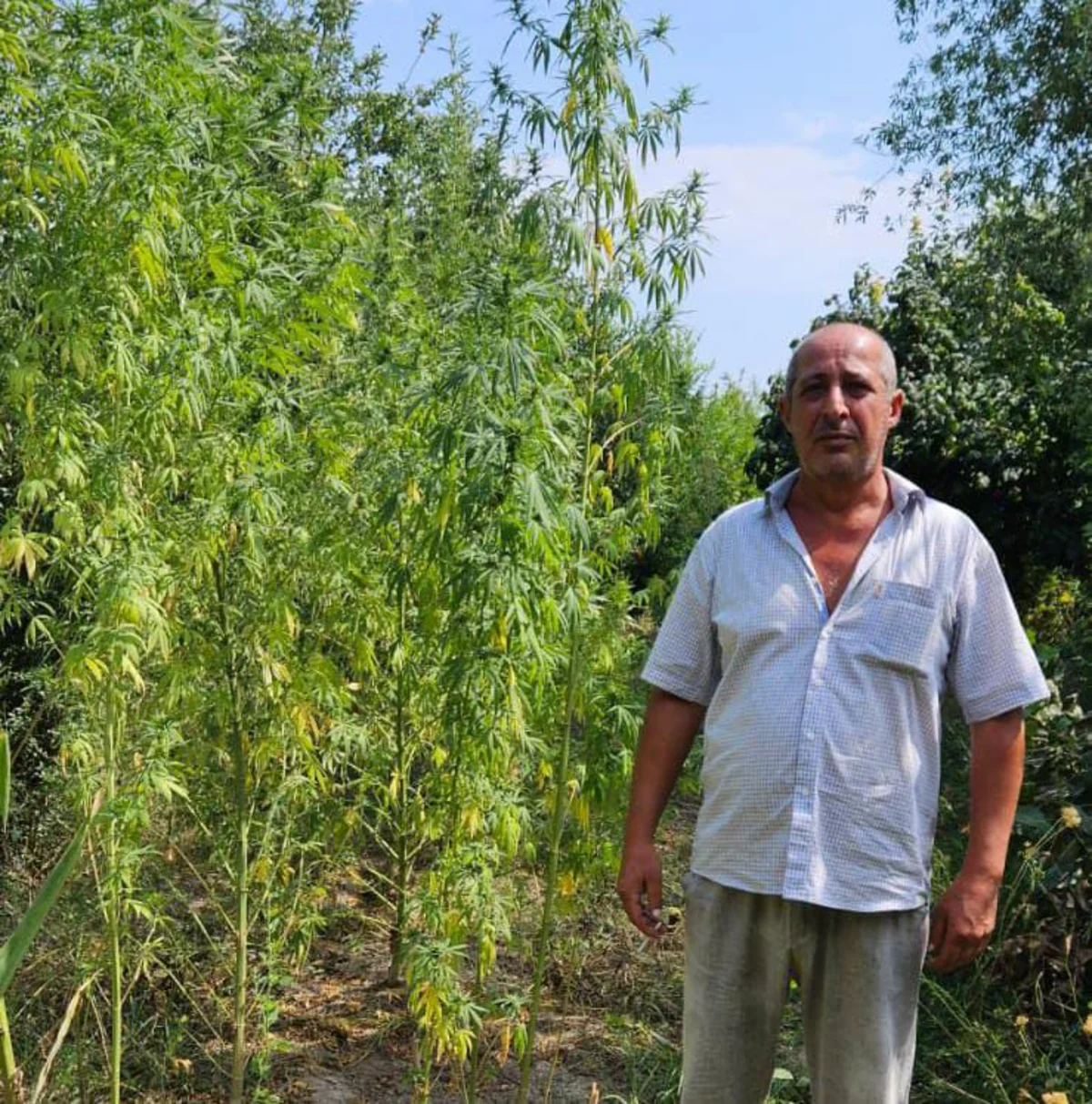 İmişlidə evin həyətindən çətənə kolları və 10 kiloqramdan artıq narkotik aşkarlanıb