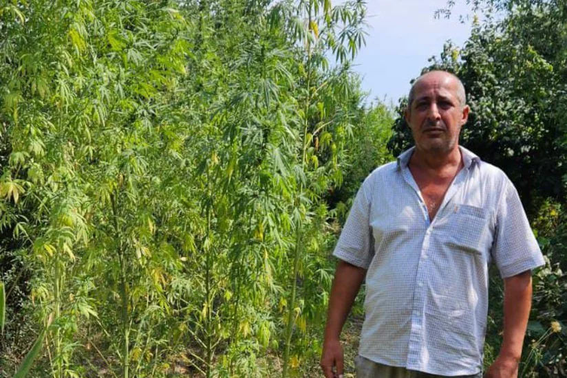 İmişlidə evin həyətindən çətənə kolları və 10 kiloqramdan artıq narkotik aşkarlanıb