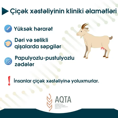 Xırdabuynuzlu heyvanlarda çiçək xəstəliyindən qorunmağın yolları açıqlandı