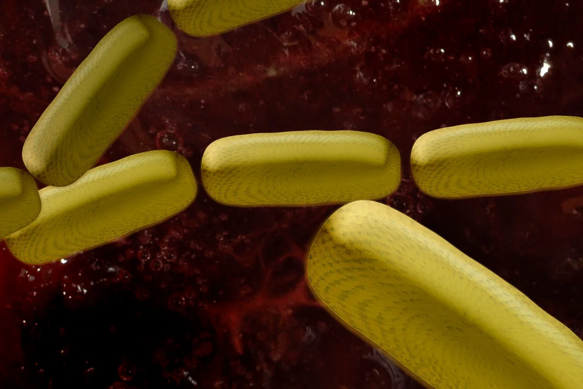 Bakteriyalar antibiotiklərdən qorunma mexanizmi yaradıblar