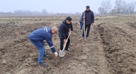 Bu gün meşə fondu torpaqlarında 8 mindən çox ağac əkilib