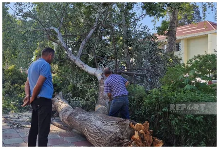 Tərtərdə qasırğanın fəsadları aradan qaldırılır
