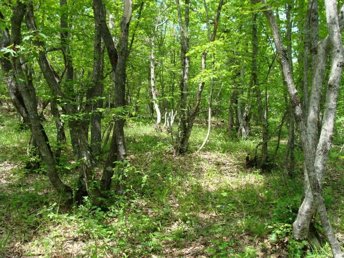 Altıağac milli parkında “açıq qapı” günü keçiriləcək