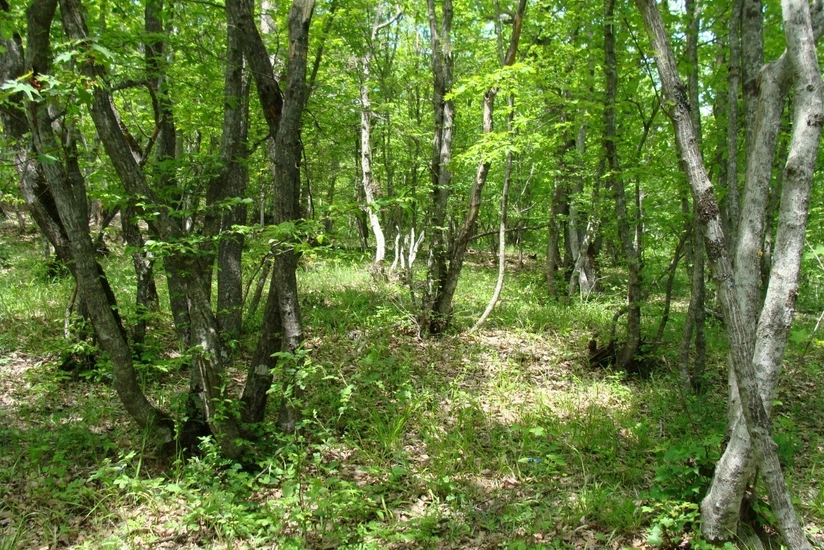 Altıağac milli parkında “açıq qapı” günü keçiriləcək