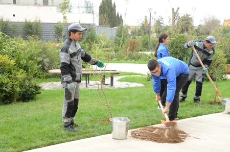 Bakının mərkəzində mövsümi ağaclar əkilir