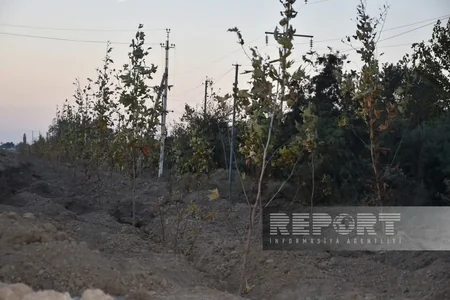 “Yaşıl dünya naminə həmrəylik ili” çərçivəsində İmişlidə 11 mindən çox ağac əkilib