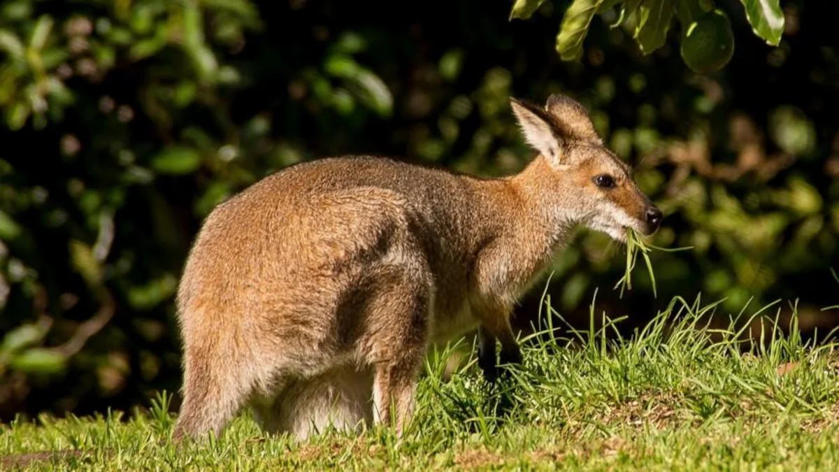 Kangaroo embryo produced through IVF for first time