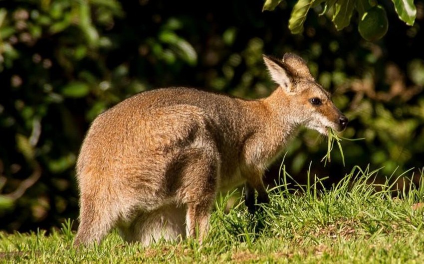 Kangaroo embryo produced through IVF for first time