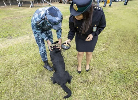 Gömrük Komitəsi ANAMA-ya 5 it ianə edib