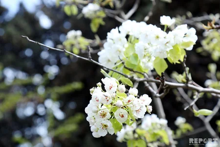 “Sakura ağaclarının Azərbaycanda çıçəklənməsi” adlı tədbir keçirilib