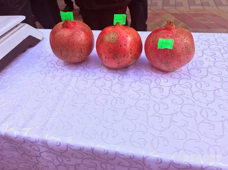 Göyçayda XII Nar festivalı keçirilib