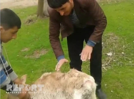 İmişlidə belində quyruğu və iki ürgəci olan buzov doğulub - FOTO