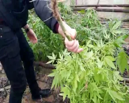 Bakıda narkotik becərən şəxs saxlanılıb