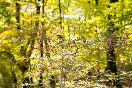 Lənkəranda “Qızıl payız” - FOTOREPORTAJ