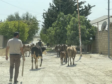 Könüllü Vətənə qayıdan 274 Azərbaycan vətəndaşına yardım göstərilib