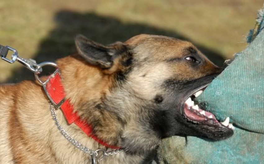 Animal bite statistics released for 6 months in Azerbaijan
