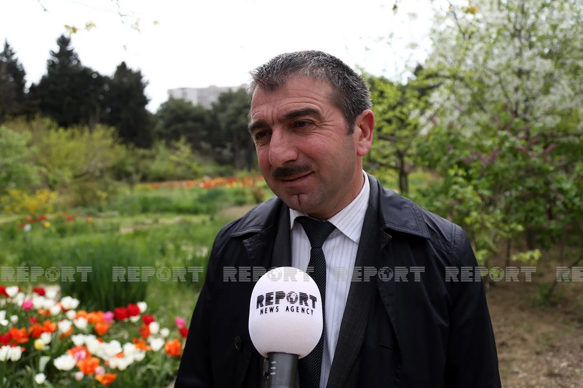 Nəbatat bağının direktoru: Yulğun kolları Qırmızı kitaba salınmış bitkilərlə səhv salınır