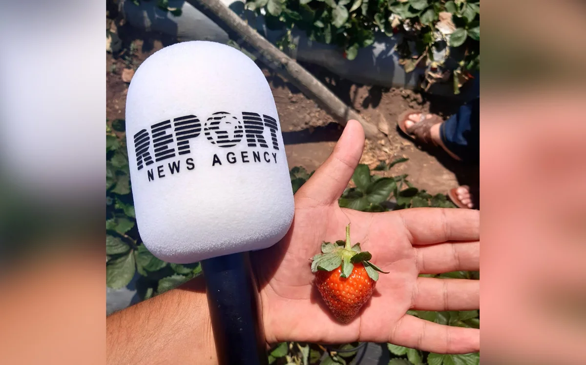 Cəlilabadda çiyələyin qiyməti 4 dəfə aşağı düşüb