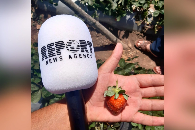 Cəlilabadda çiyələyin qiyməti 4 dəfə aşağı düşüb