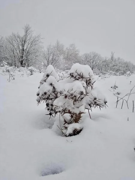 Azərbaycan parklarının qış görüntüləri - FOTOREPORTAJ