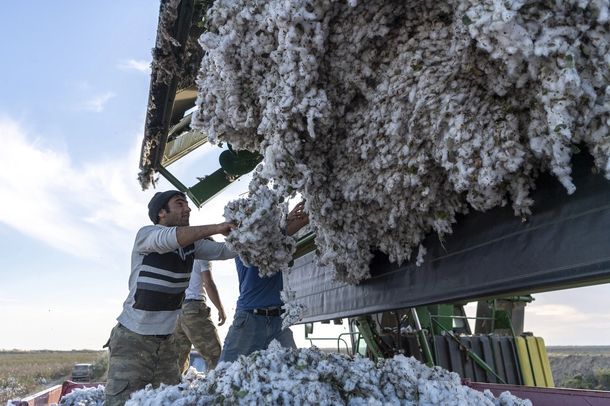 Cəlilabadda pambıq yığımı yekunlaşıb, bu il məhsuldarlıq yüksək olub