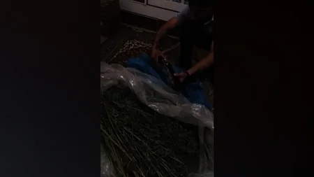 Bakıda 19 kiloqram narkotik vasitə qanunsuz dövriyyədən çıxarılıb