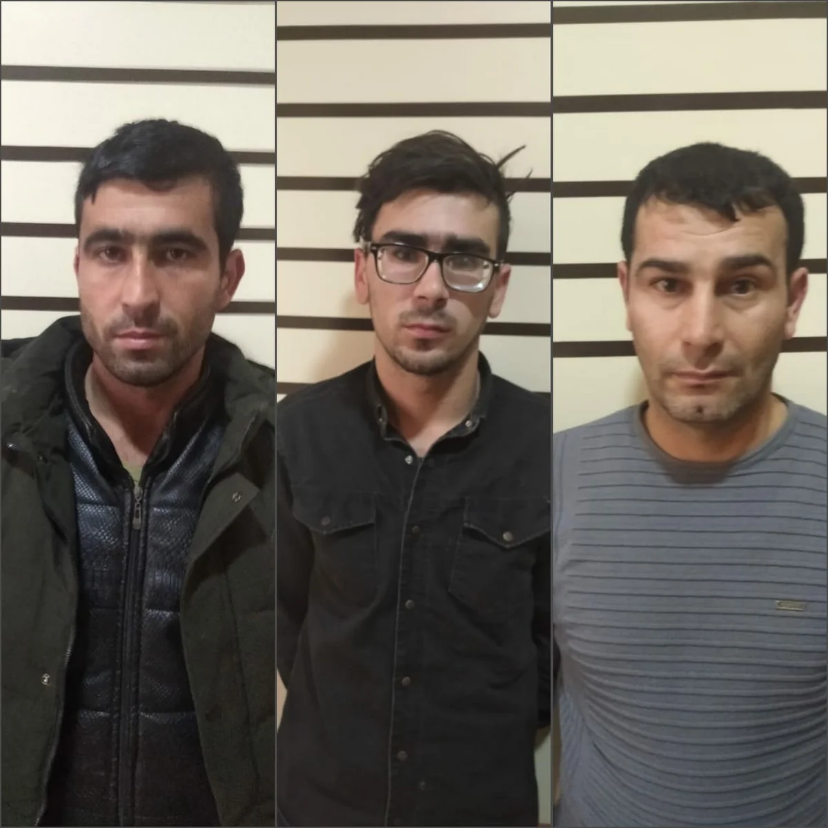 Mingəçevirdə fermadan mal-qara oğurlayan şəxslər saxlanılıb