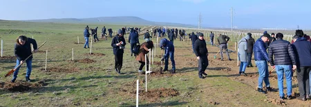 Təhsil Nazirliyi ağacəkmə aksiyası keçirib