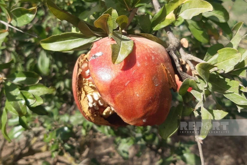 “Taclı meyvə”nin erkən qürubu - Muğan zonasında yetişdirilən nar niyə dərilmədən çürüyür? - ARAŞDIRMA