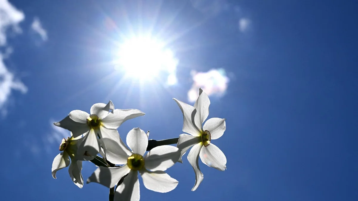 Şənbə günü havanın temperaturu 24 dərəcəyədək artacaq