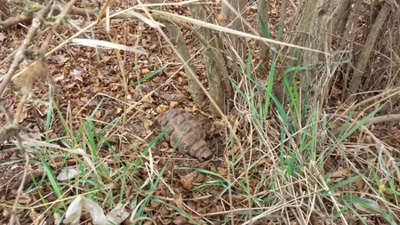 Ağcabədidə əl qumbarası aşkarlanıb