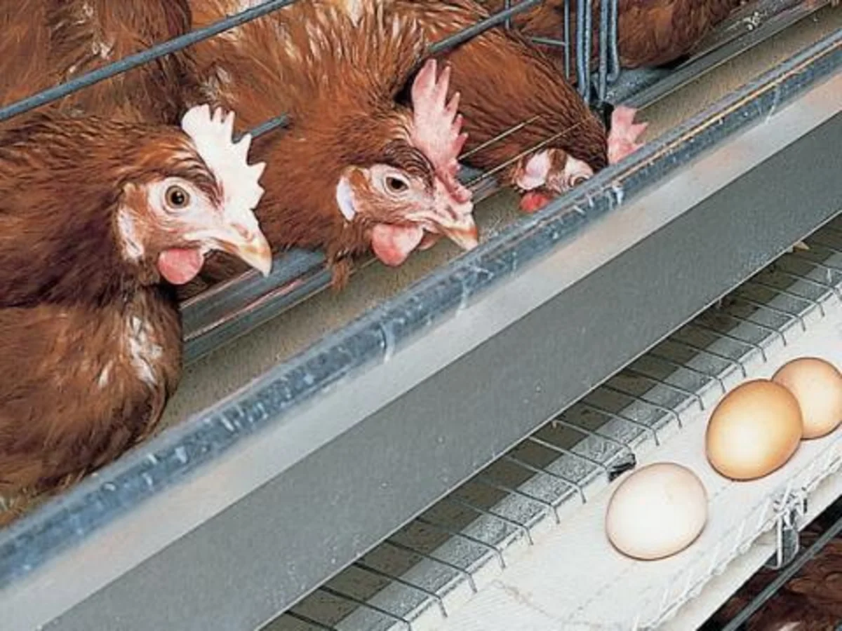 Egg and poultry meat prices rose in Azerbaijan capital - MONITORING