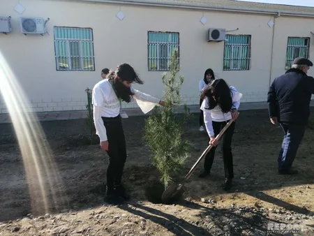 Payız ağacəkmə kampaniyası Şirvan şəhərində davam etdirilib
