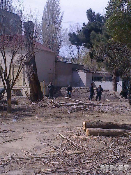 Bakıda ağaclar abadlıq adı ilə kütləvi şəkildə kəsilib, Mənzil-Kommunal Təsərrüfatı Birliyi cərimələnib - FOTO