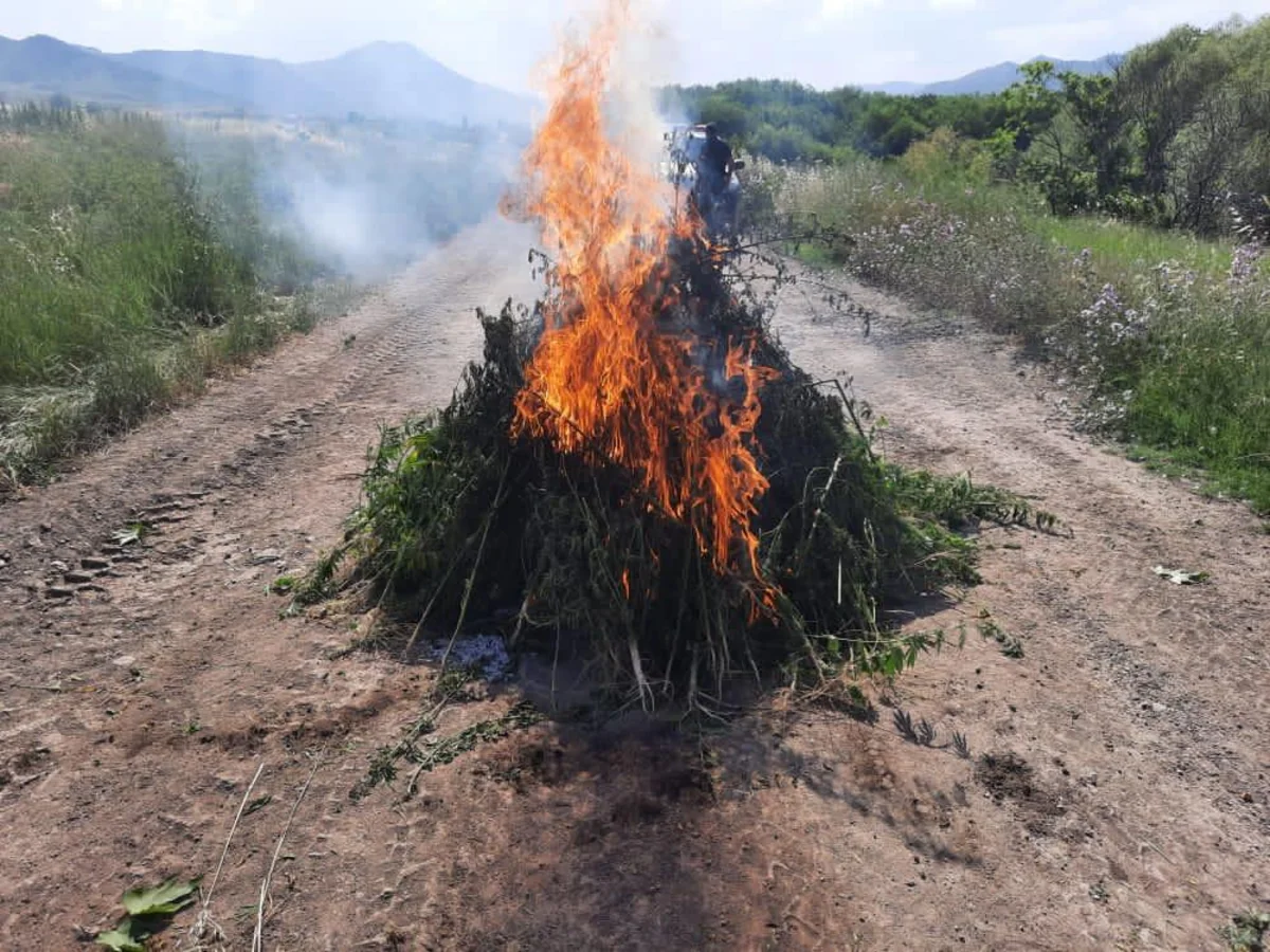 İşğaldan azad edilən ərazidə narkotik aşkarlandı