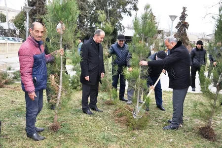 Saatlıda Heydər Əliyevin yubileyi ilə əlaqədar ağacəkmə aksiyası keçirilib