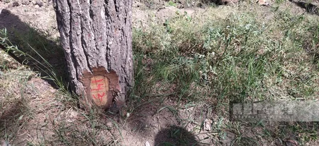 Yevlaxda Eldar şamlarının kütləvi qurumasının səbəbləri məlum olub