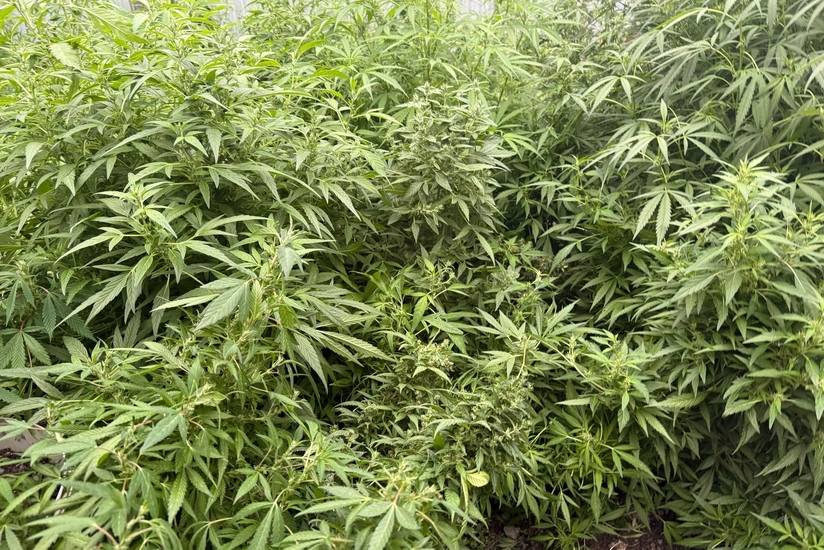 Salyanda narkotik tərkibli bitkilər yetişdirməkdə şübhəli bilinənlər saxlanılıb