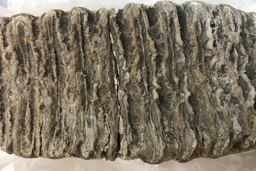 Almaniyanın Reyn vilayətində mamontun dişi tapılıb