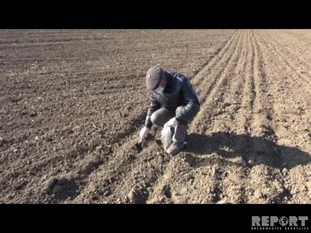 Cəlilabadın taxıl sahələrində gəmiricilərin sayı kəskin şəkildə artıb