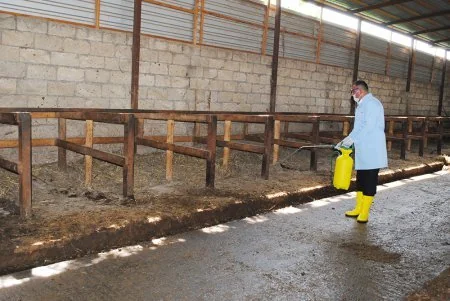 Mingəçevirdə heyvanlar arasında aparılan profilaktik tədbirlər davam etdirilir
