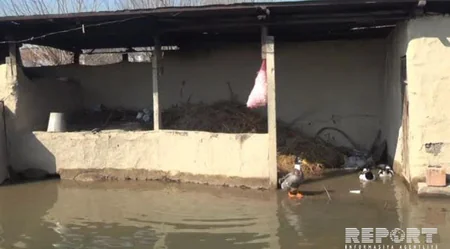 Cəlilabadda qrunt suları problemlər yaradıb - FOTO