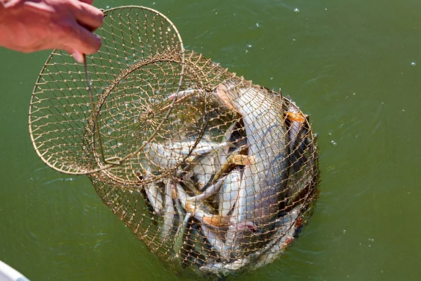 Qanunsuz ov edən şəxslər cəzalandırılıb