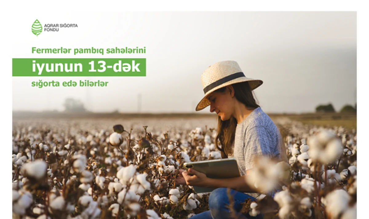 Azərbaycanda pambıq sahələrinin sığortalanması iyunun 13-nə qədər davam edəcək