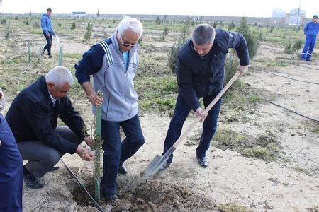 SOCAR əməkdaşları 5 900 ağac əkib