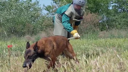 ANAMA: Cocuq Mərcanlıda 1250 qəlpə aşkarlanıb - FOTO